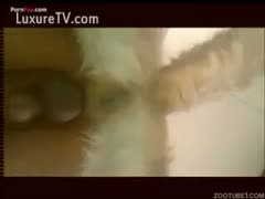Dog fuck anal creampie and knot - femefun